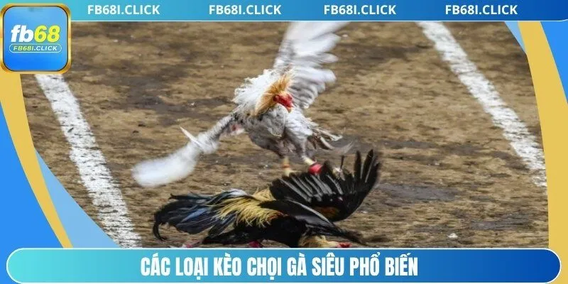 Các loại kèo chọi gà siêu phổ biến