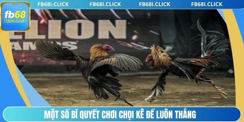 Một số bí quyết chơi chọi kê để luôn thắng