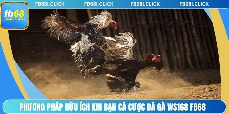 Phương pháp hữu ích khi bạn cá cược đá gà Ws168 FB68